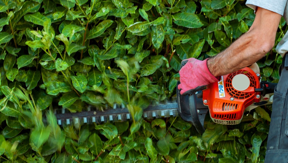 A man trimming a tall hedge with a motorized hedge trimmer redmond or