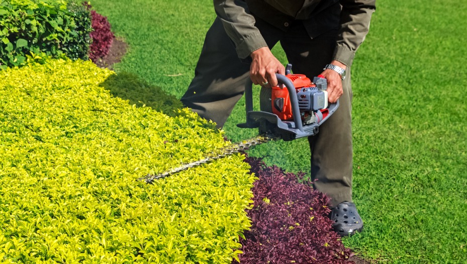 A man trimming shrub with Hedge Trimmer redmond or