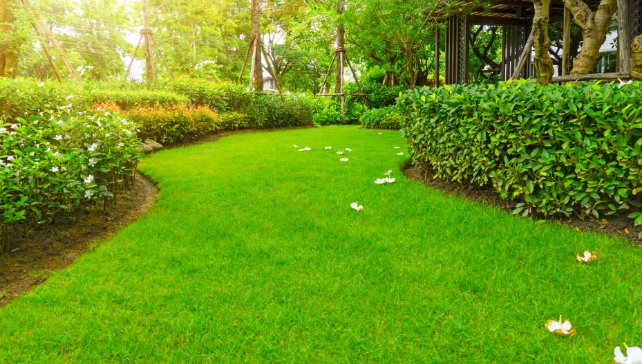 Beautiful landscape of smooth green grass lawn redmond or