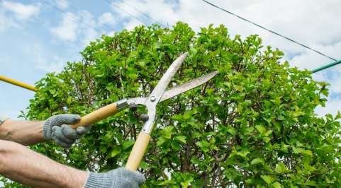 pruning shears in hand redmond or
