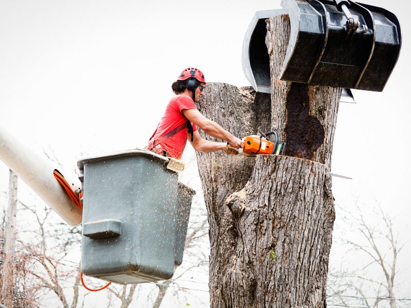 tree removal bend or