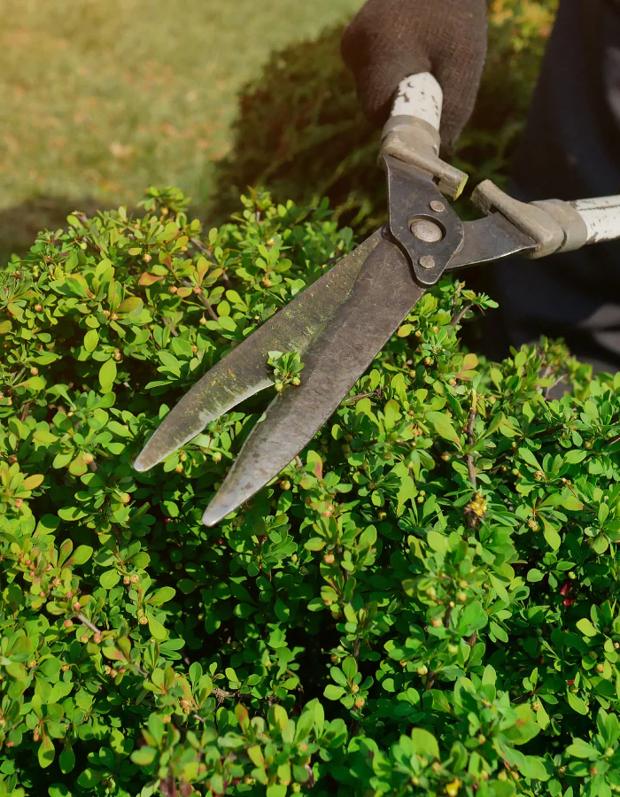 top view of a shrub trimming