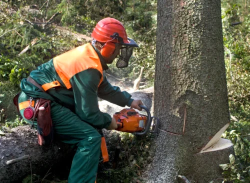 worker doing tree removal service